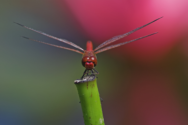 rote Libelle2.jpg